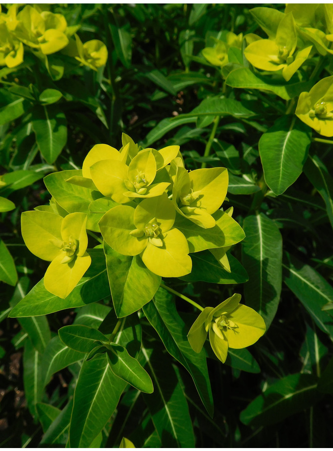 Euphorbia cornigera - The Beth Chatto Gardens