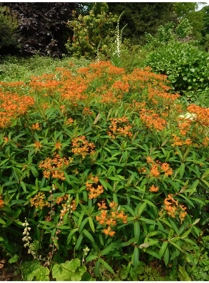 Euphorbia griffithii 'Fireglow' The Beth Chatto Gardens