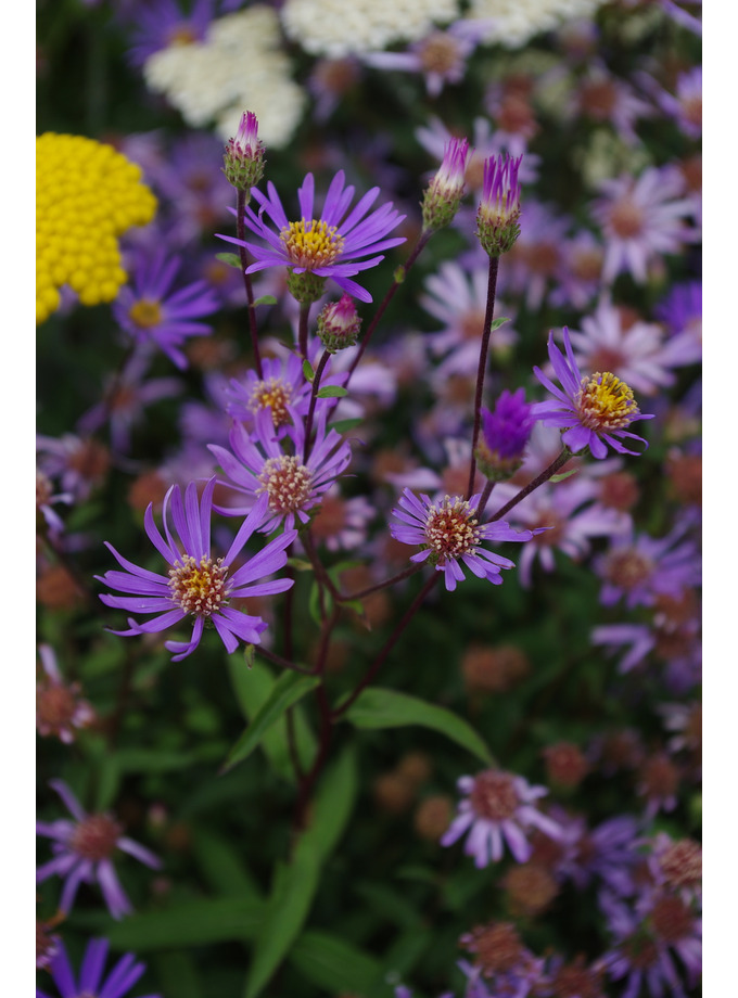 E H > Eurybia > Eurybia radula The Beth Chatto Gardens