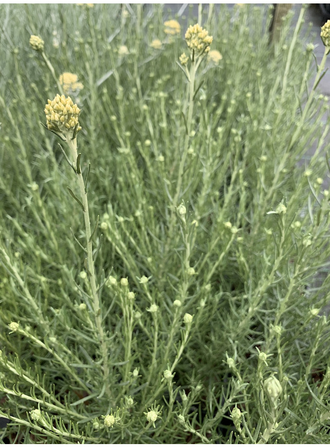 Helichrysum italicum 'Dartington' The Beth Chatto Gardens
