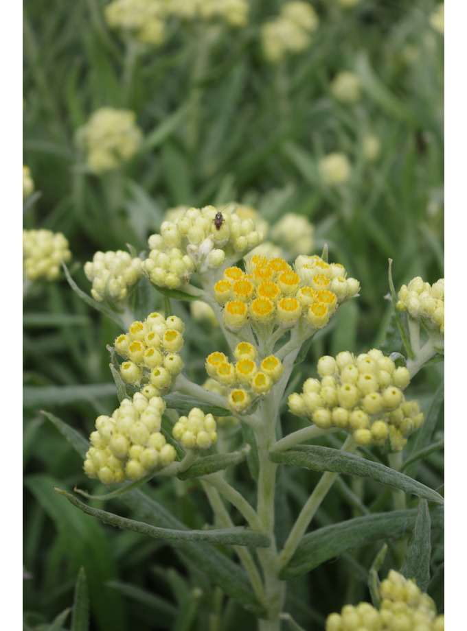 Helichrysum 'Schwefellicht' - The Beth Chatto Gardens