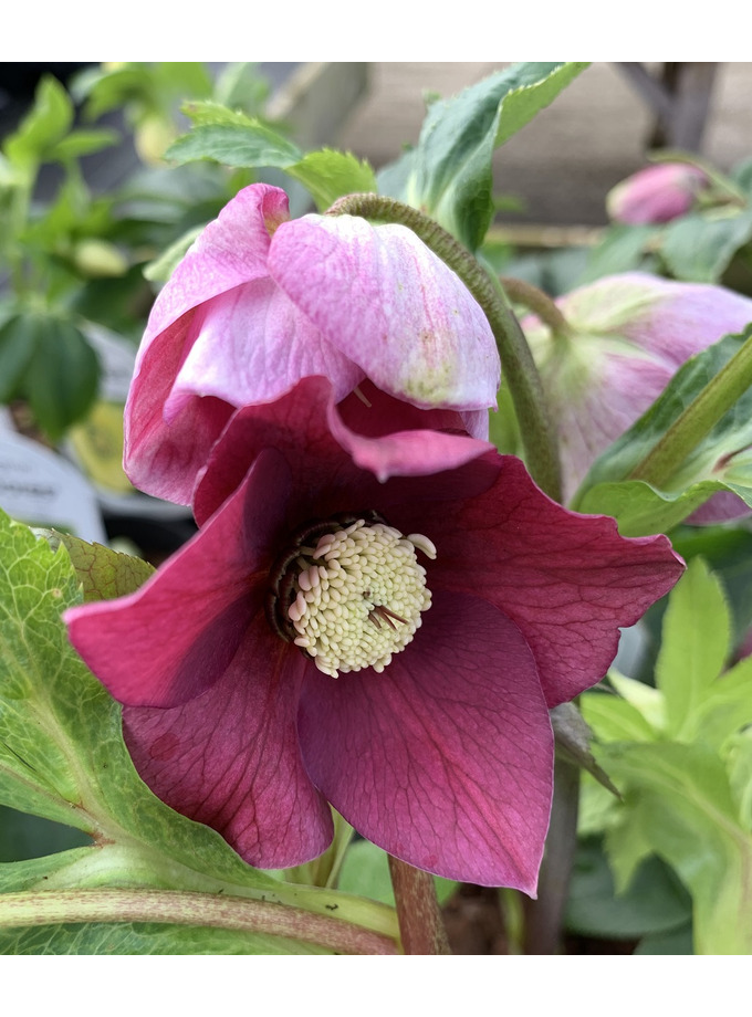 Helleborus x hybridus Single Flowered 2 Litre The Beth Chatto Gardens