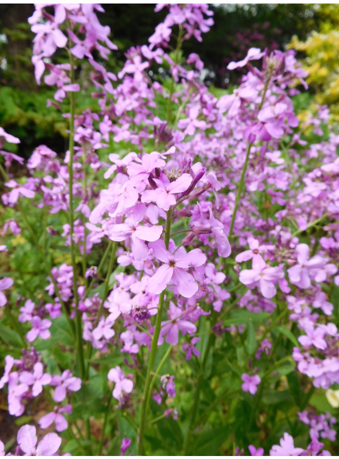 Shade | Hesperis matronalis - The Beth Chatto Gardens