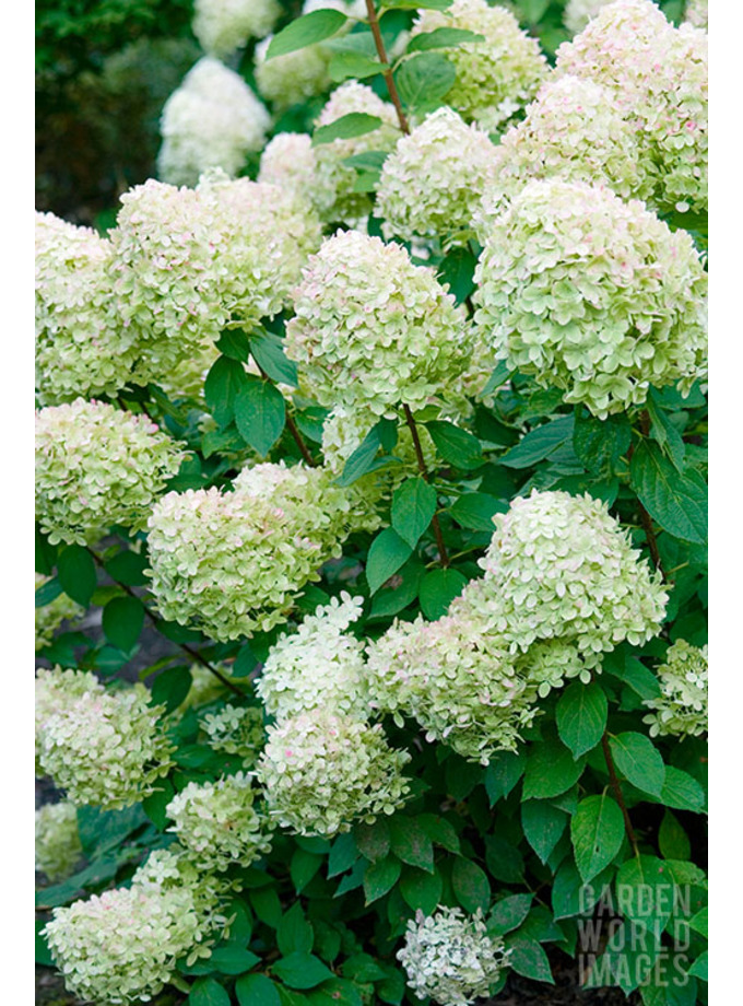 Hydrangea Paniculata 'Limelight' - The Beth Chatto Gardens