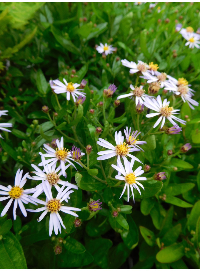 Kalimeris incisa 'Nana Blue' - The Beth Chatto Gardens