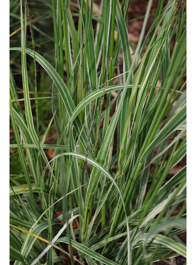 Molinia caerulea 'Js Mostenveld' - The Beth Chatto Gardens