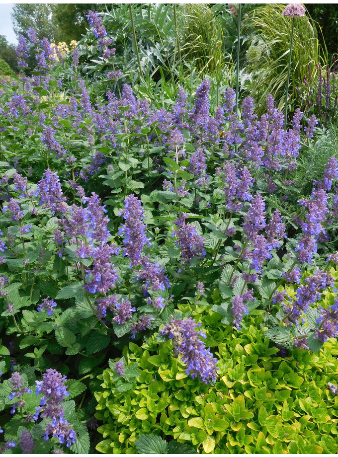 Nepeta 'Hill Grounds' - The Beth Chatto Gardens