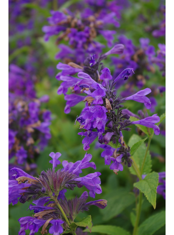 Nepeta 'Weinheim Big Blue' - The Beth Chatto Gardens