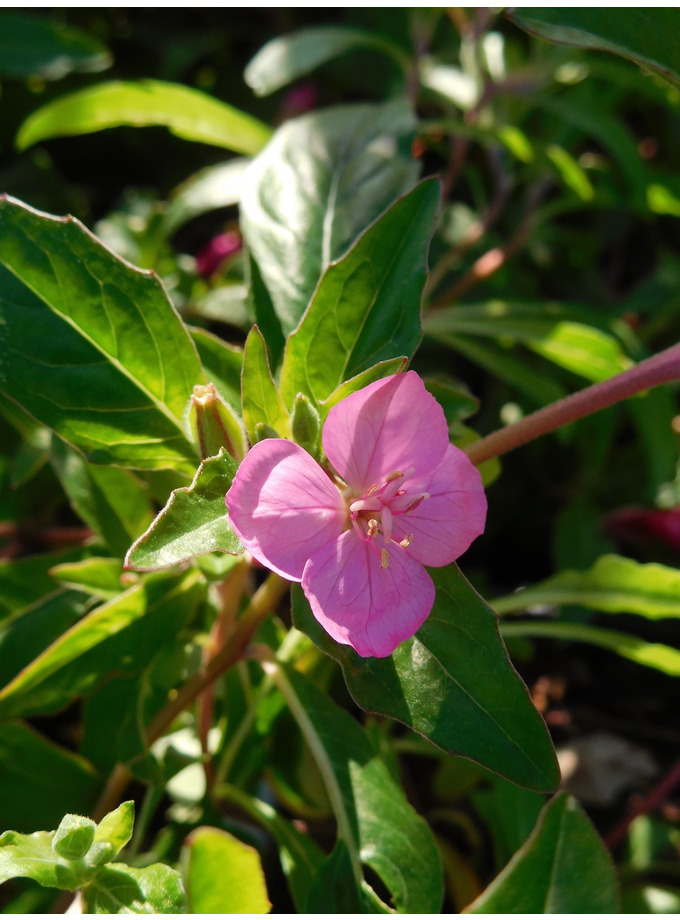 Oenothera Kunthiana The Beth Chatto Gardens