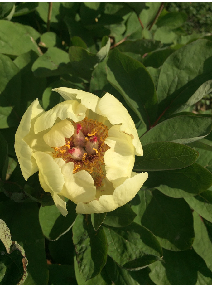 Paeonia daurica mlokosewitschii - The Beth Chatto Gardens