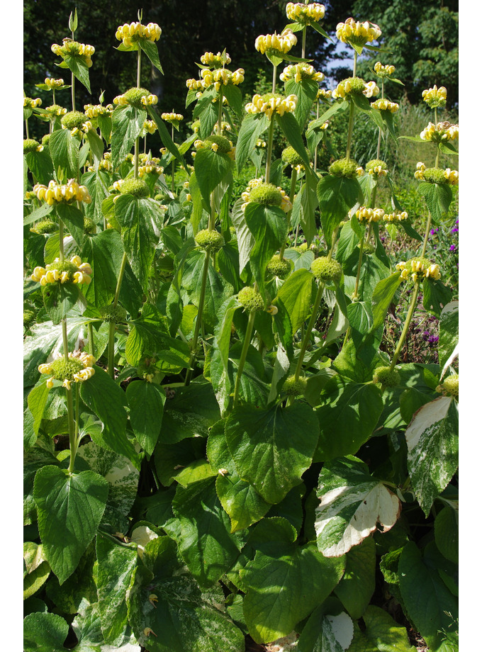Phlomis Russeliana Speckled Hen The Beth Chatto Gardens