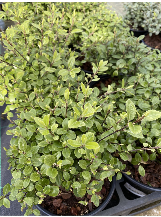 Pittosporum tenuifolium 'Golf Ball' - The Beth Chatto Gardens