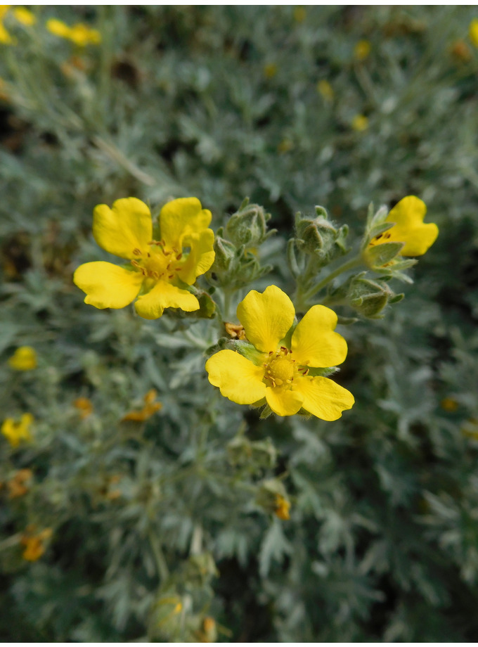 Potentilla Calabra - The Beth Chatto Gardens