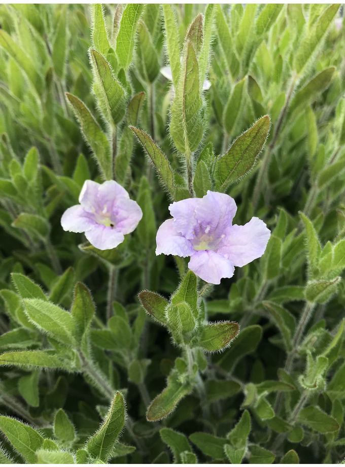 Dry Area Plants | Ruellia Humilis - The Beth Chatto Gardens