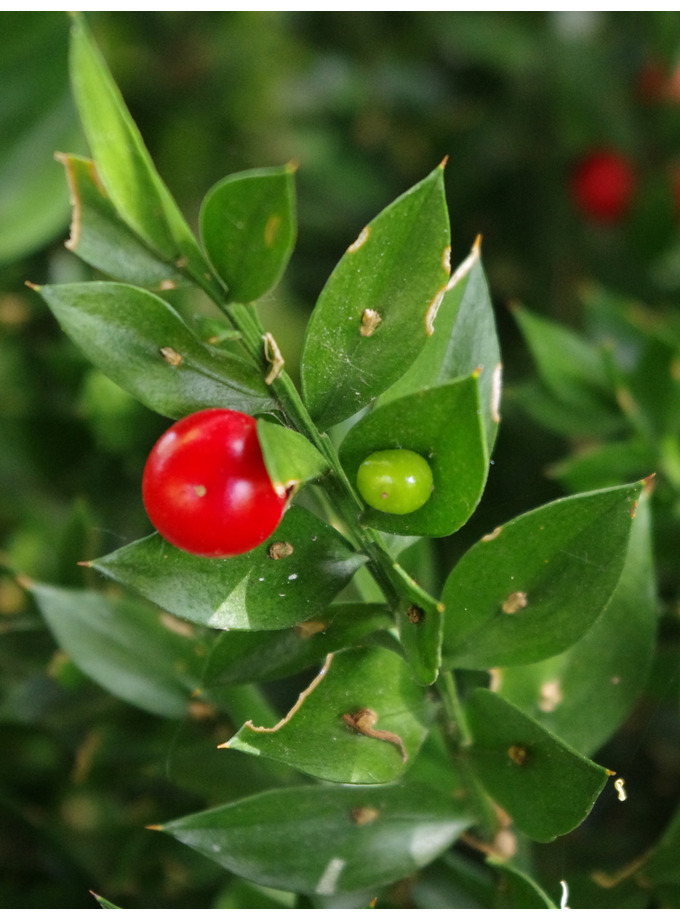 Plants for shade > Ruscus aculeatus The Beth Chatto Gardens