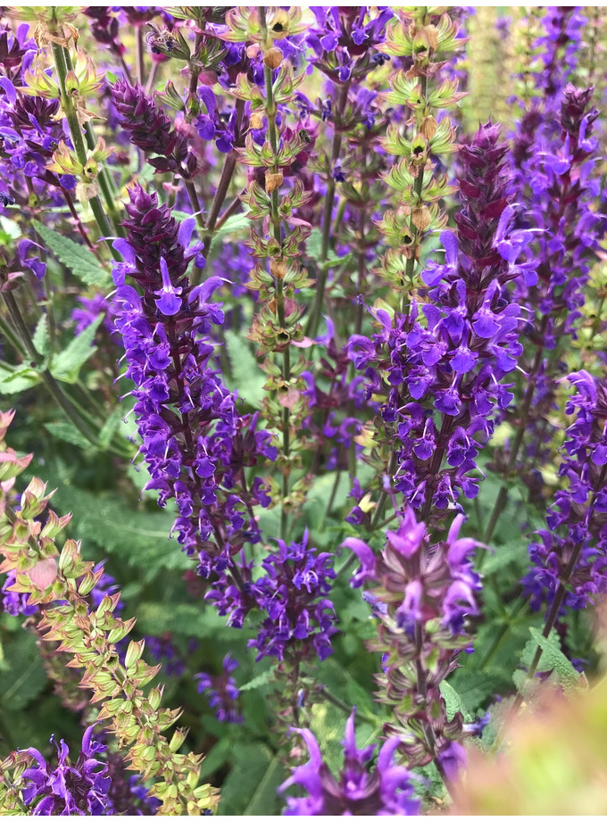 Salvia x sylvestris 'Viola Klose' - The Beth Chatto Gardens