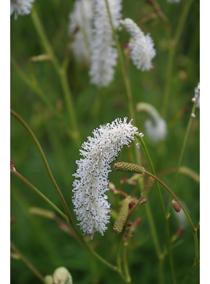 Sanguisorba tenuifolia var. alba - The Beth Chatto Gardens