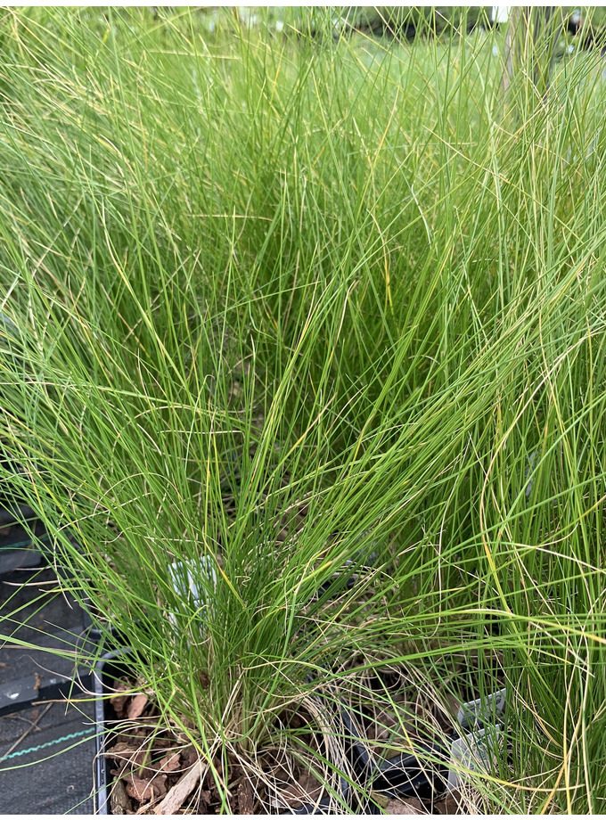 Plants for dry areas > Stipa ichu - The Beth Chatto Gardens