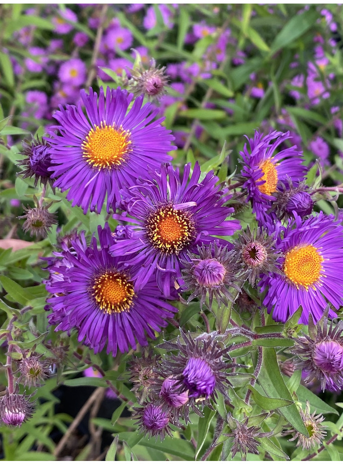 Symphyotrichum novae-angliae - The Beth Chatto Gardens