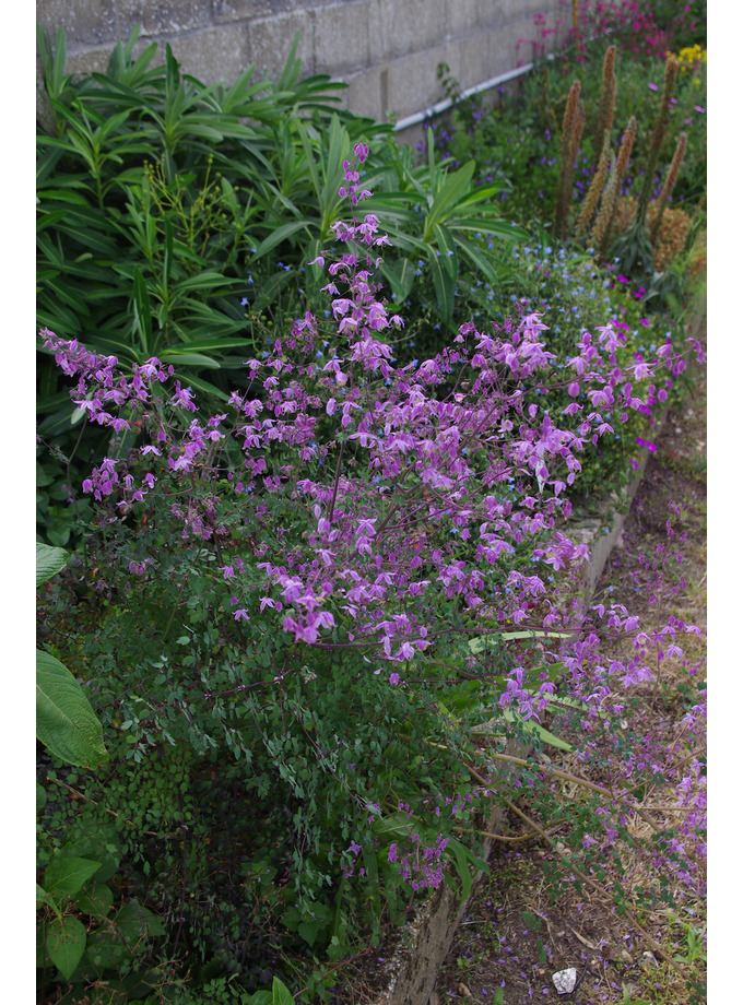 Thalictrum The Beth Chatto Gardens