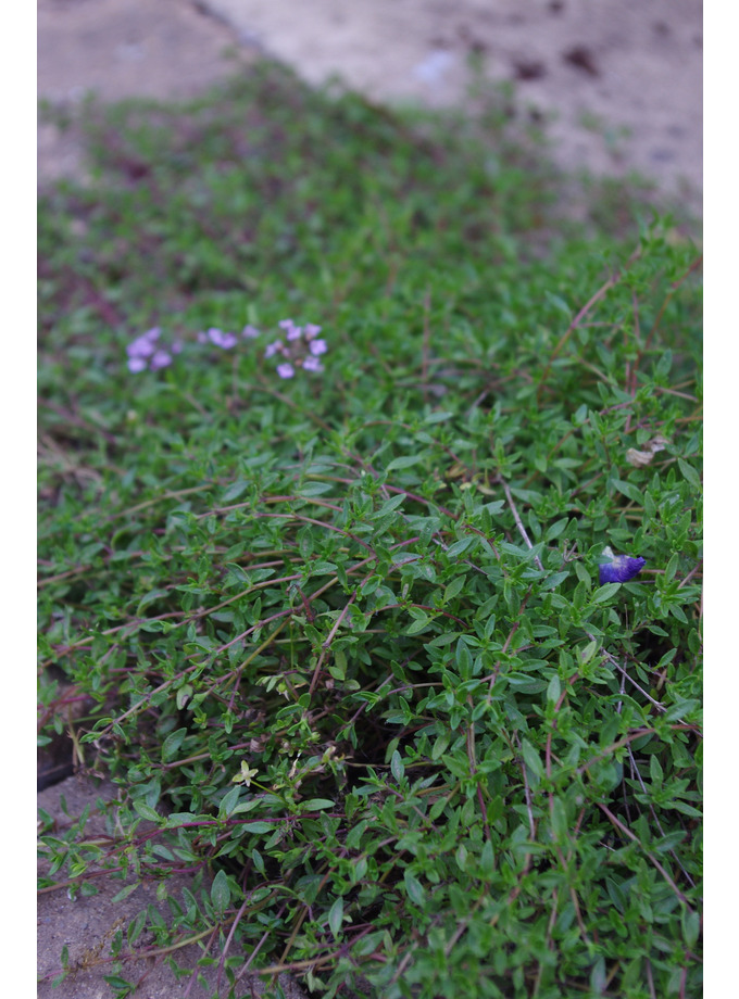 Thymus herba &lsquo;Lemon-scented&rsquo; - The Beth Chatto Gardens