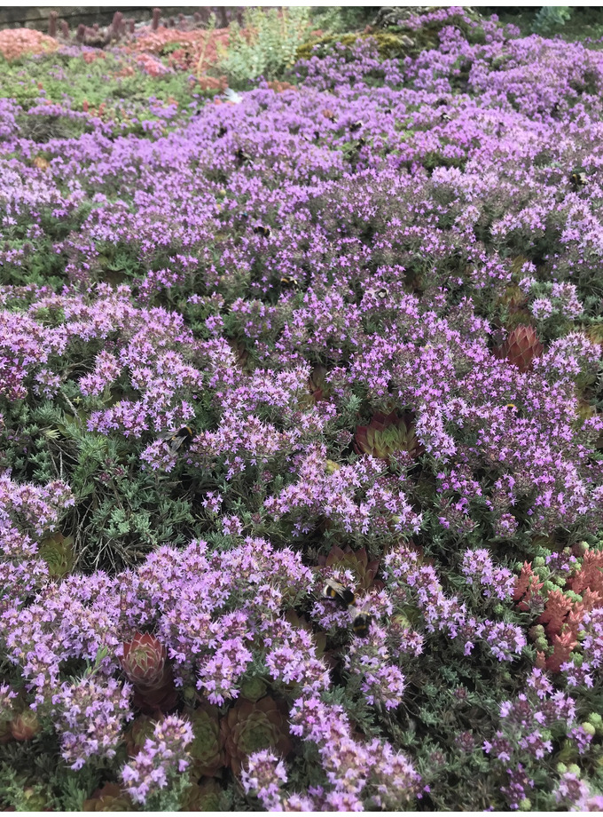 S - Z > Thymus > Thymus Neiceffii - The Beth Chatto Gardens