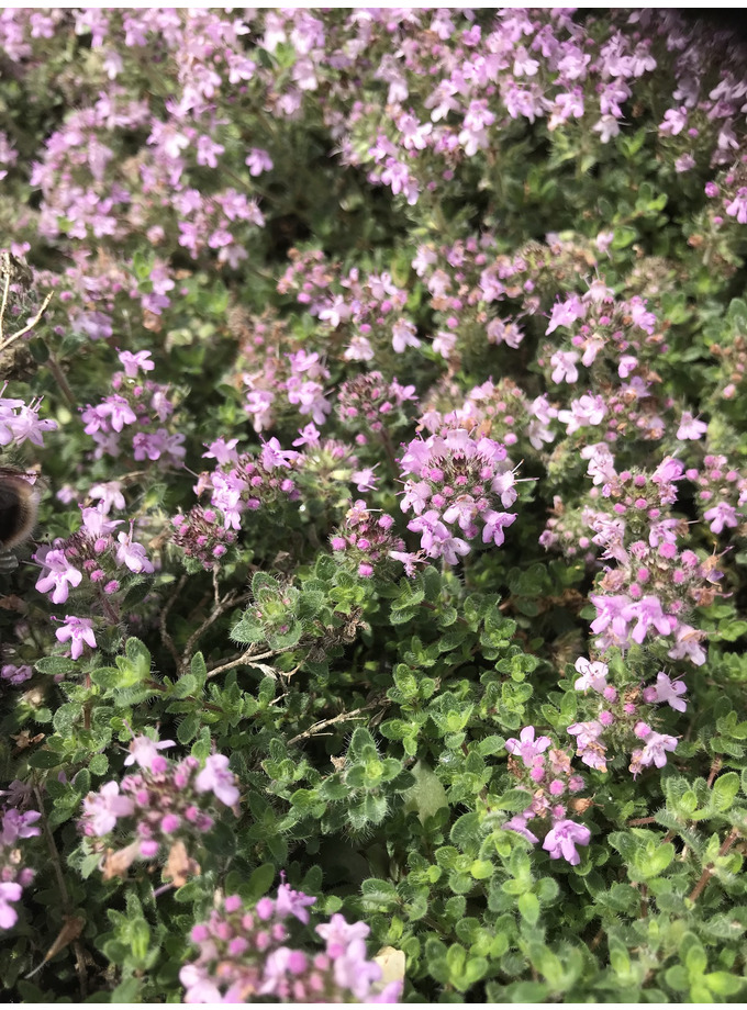 Thymus serpyllum 'Pink Chintz' - The Beth Chatto Gardens