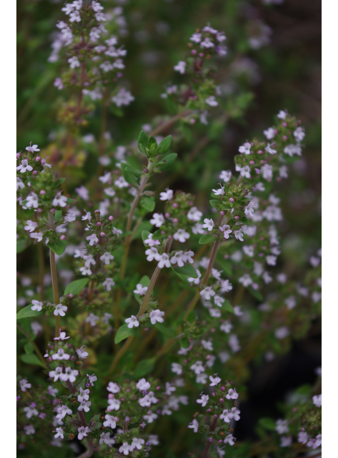 S Z > Thymus > Thymus vulgaris The Beth Chatto Gardens