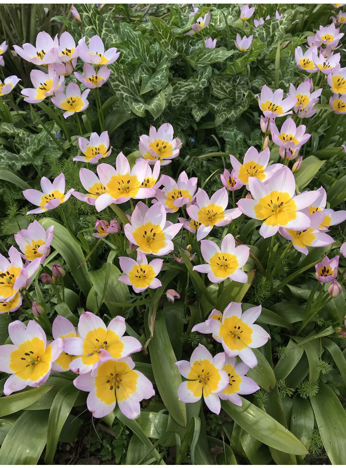 Tulipa saxatilis (Bakeri Group) 'Lilac Wonder' The Beth