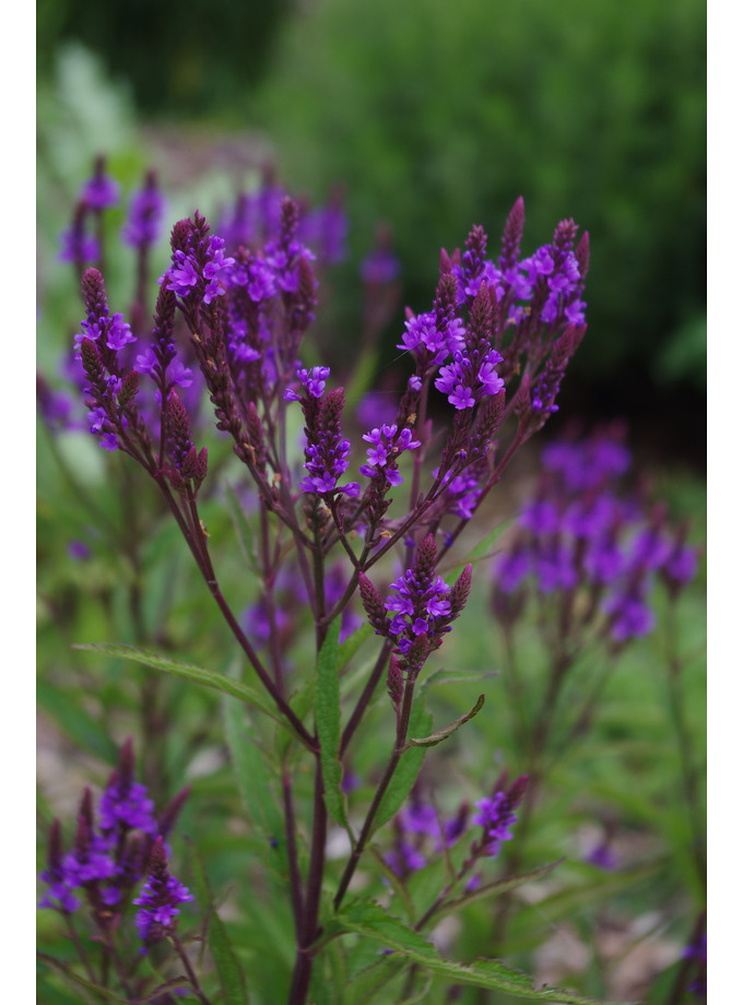 Plants for dry areas > Verbena hastata The Beth Chatto Gardens