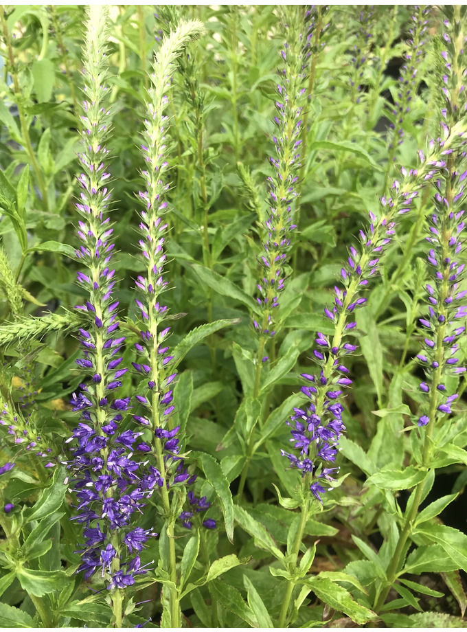 Veronica Longifolia 'Blauriesin' - The Beth Chatto Gardens