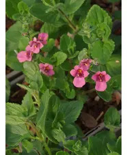 Diascia fetcaniensis