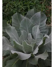 Verbascum bombyciferum