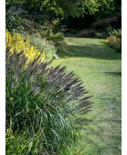 Pennisetum 'Black Beauty'