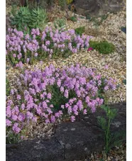 Aethionema grandiflorum