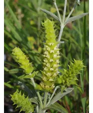 Sideritis scardica