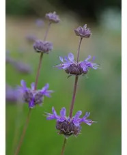 Salvia 'Allen Chickering'