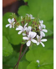 Pelargonium australe