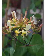 Lonicera etrusca 'Michael Rosse'