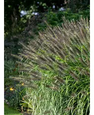 Pennisetum 'Black Beauty'