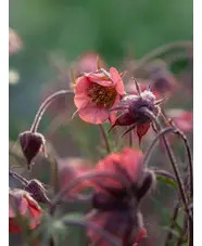 Geum rivale 'Leonard's Variety'