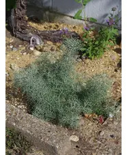 Artemisia alba 'Canescens'