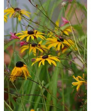 Rudbeckia fulgida var. deamii