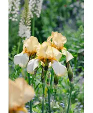 Beth Chatto Greetings Card 