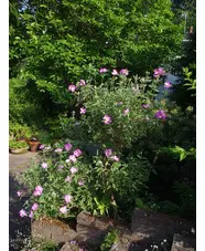 Cistus x argenteus 'Peggy Sammons'
