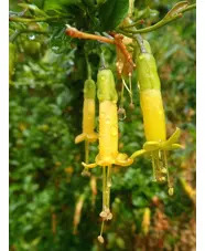 Vestia foetida