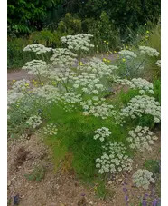 Peucedanum rablense