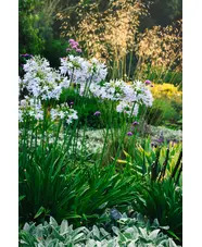 Beth Chatto Greetings Card