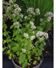 Origanum vulgare 'White Charm'