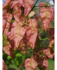 Koelreuteria paniculata